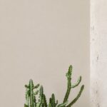 Muur met plant in Mild Stone