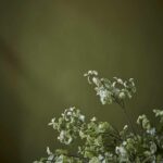 Little Green  Citrine 71
