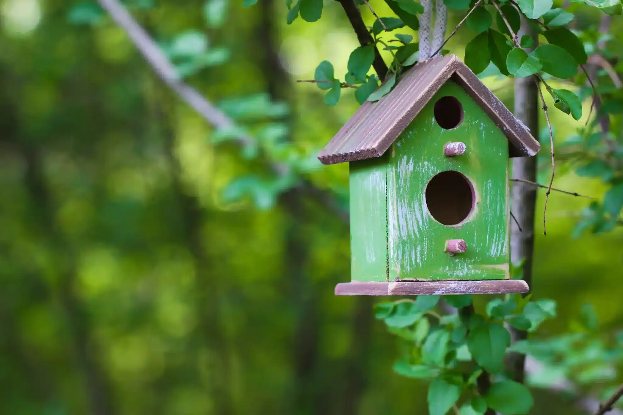 Vogelhuisje schilderen | Verfplaza