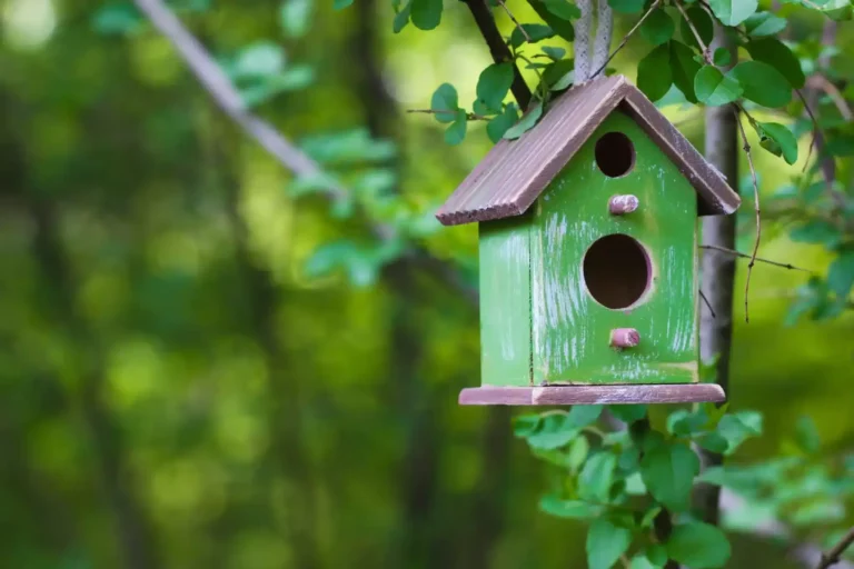 Vogelhuisje schilderen | Verfplaza