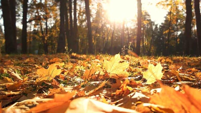 November bladeren in een bos