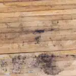 Schimmel voorbeeld op hout