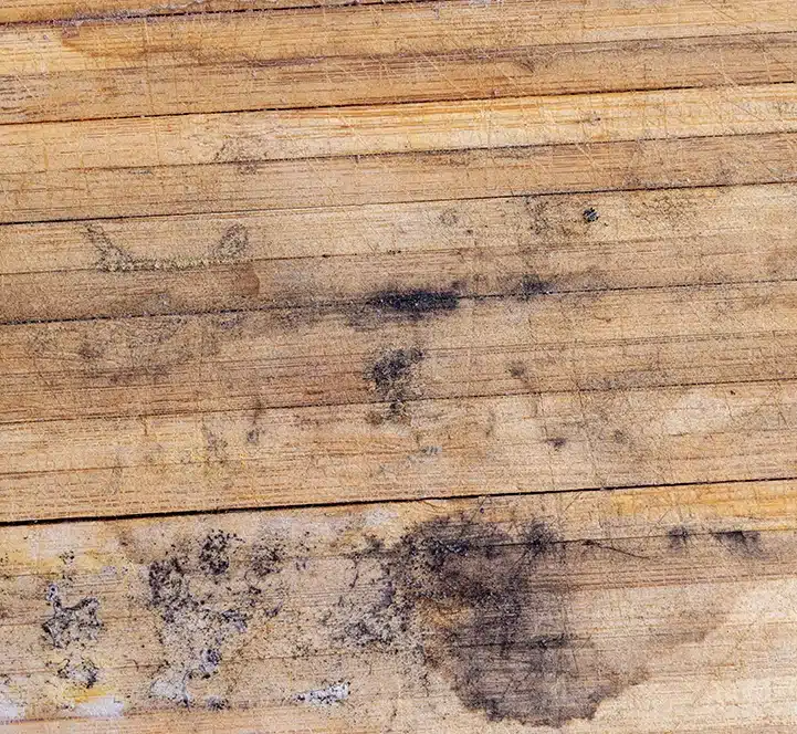 Schimmel voorbeeld op hout
